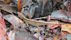 Anolis anchicayae