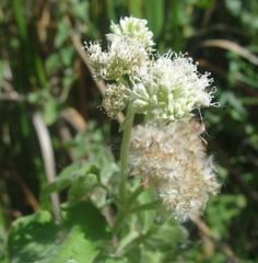 Mikania cordifolia