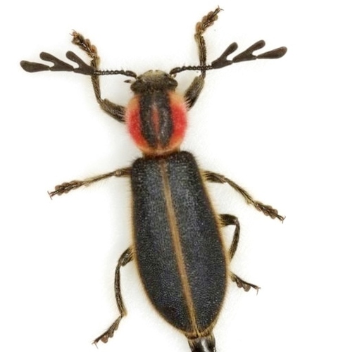 Chariessa pilosa (Forster, 1771)