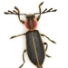 Pilose Checkered Beetle - Photo (c) Mike Quinn, Austin, TX, some rights reserved (CC BY-NC), uploaded by Mike Quinn, Austin, TX