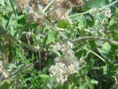 Mikania cordifolia