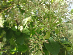 Mikania cordifolia