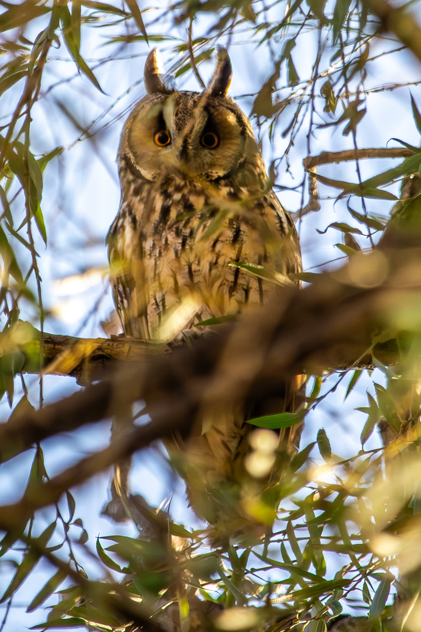 Long-eared Owl