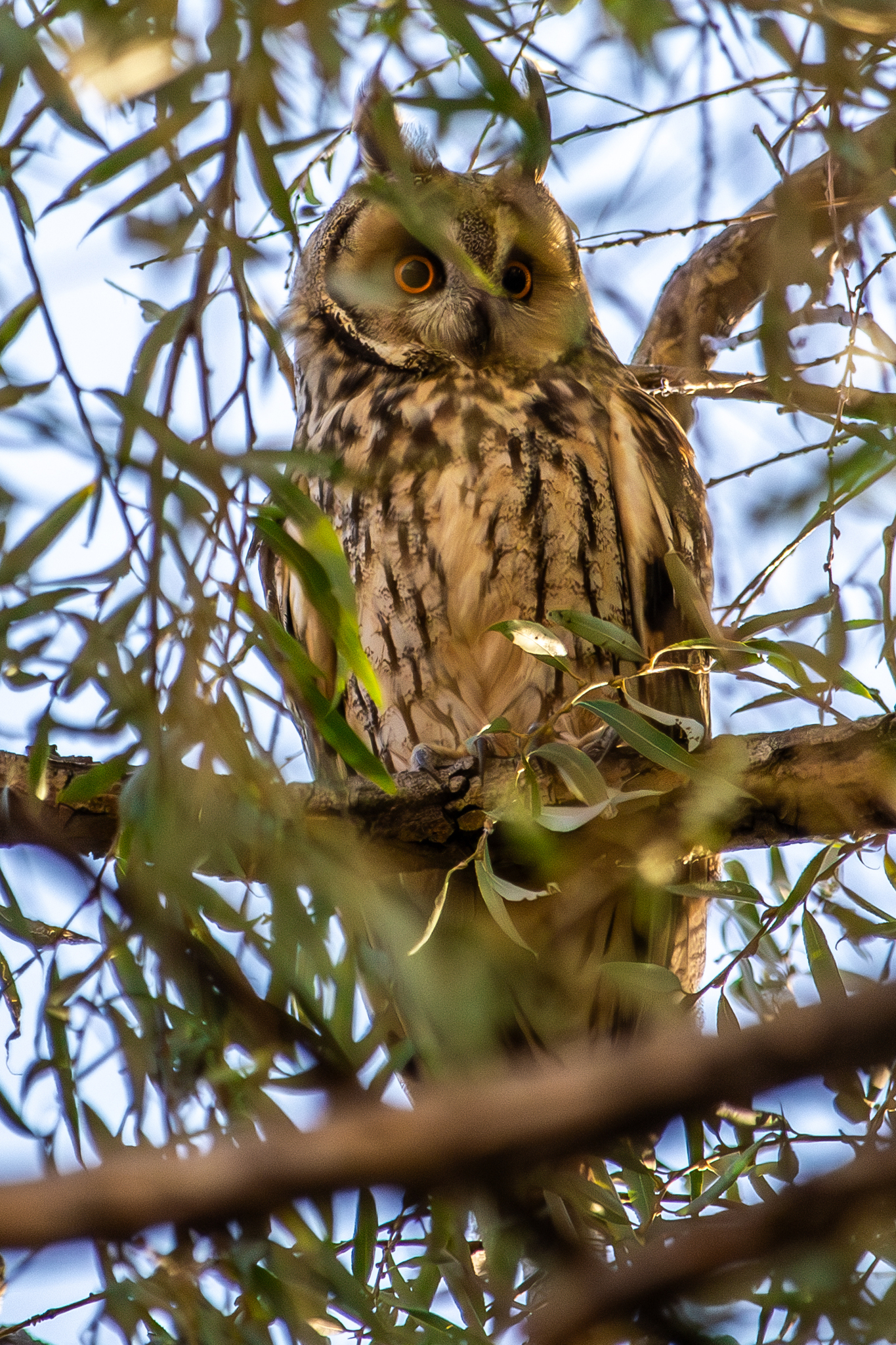 Long-eared Owl