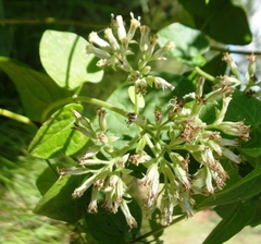 Mikania cordifolia