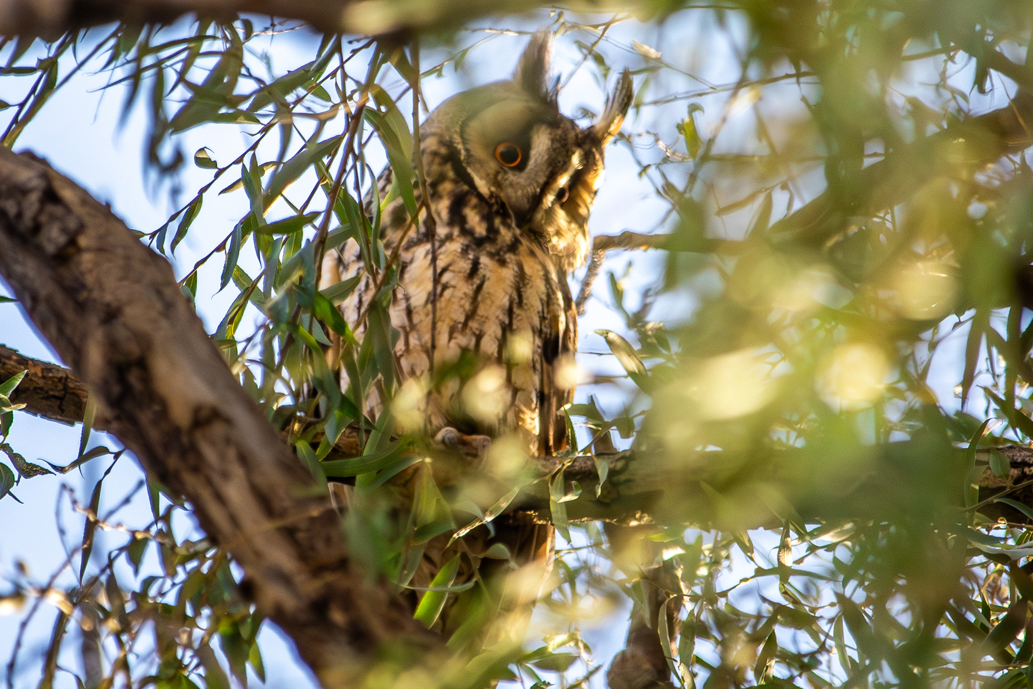 Long-eared Owl