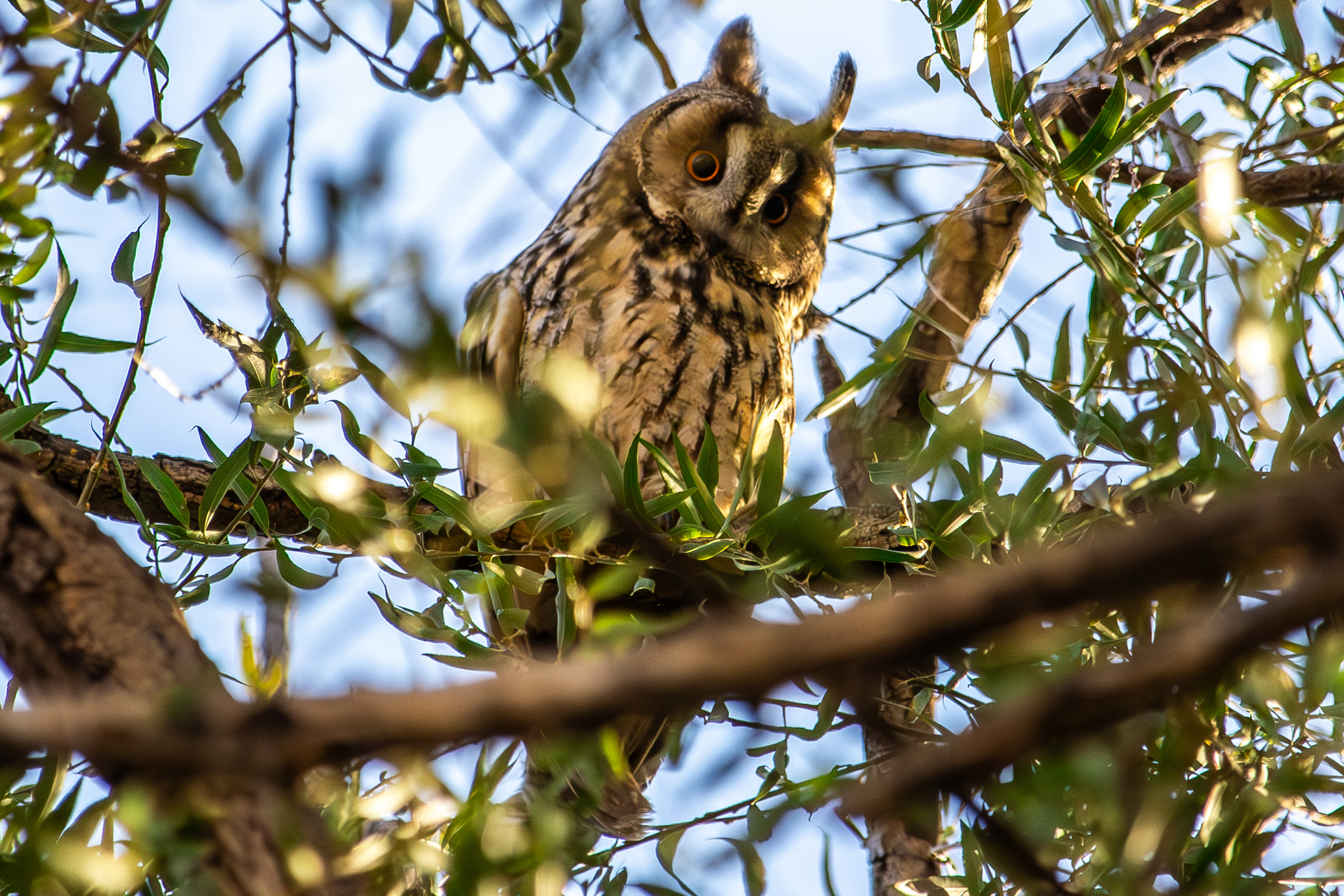 Long-eared Owl