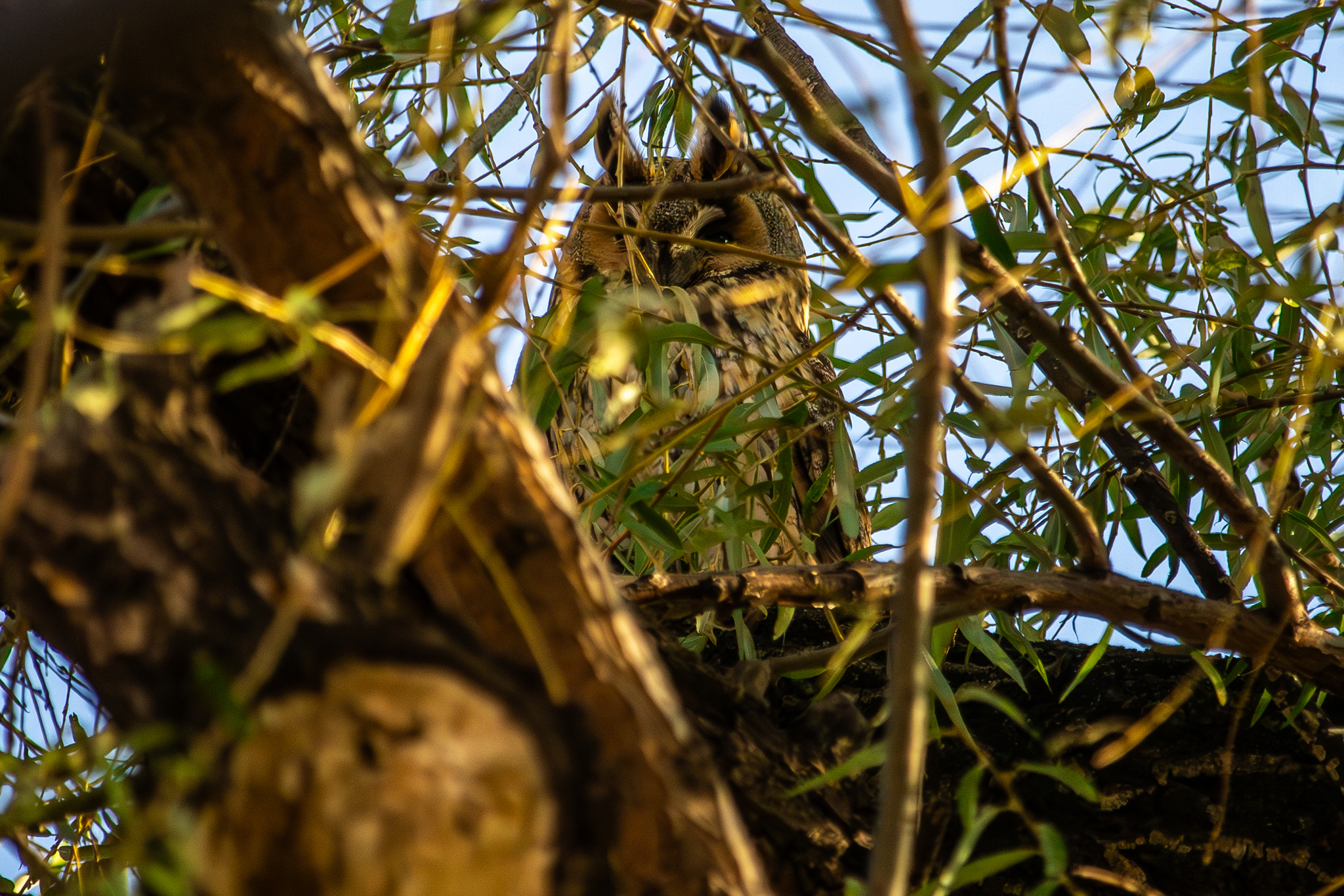 Long-eared Owl