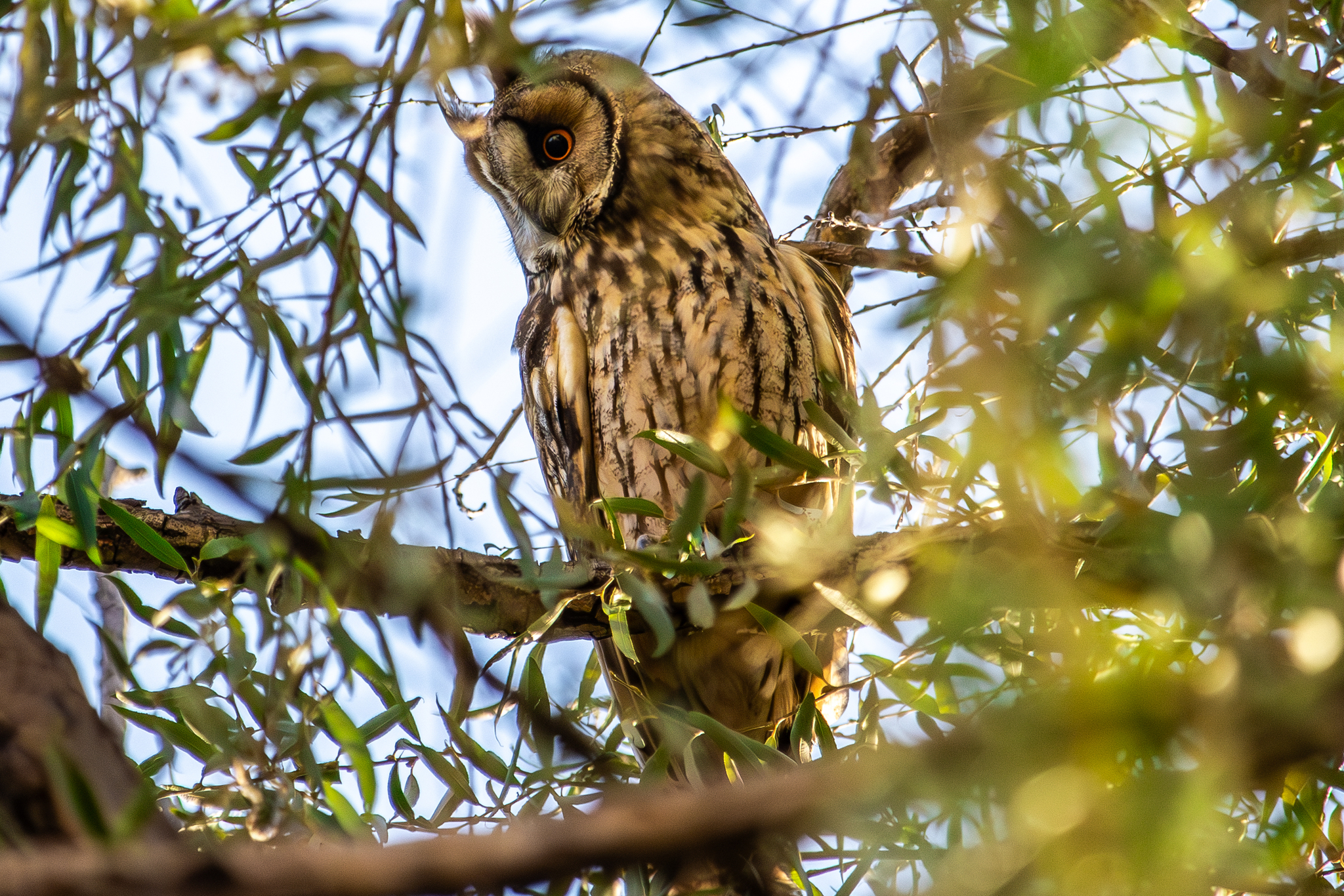 Long-eared Owl