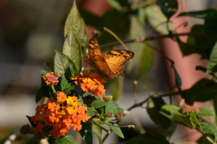 Vagrans sinha