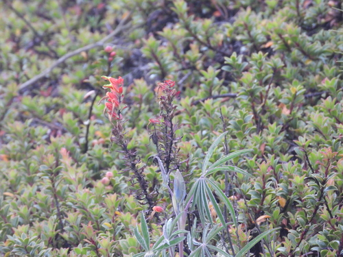 Castilleja pectinata (Castilleja pectinata)