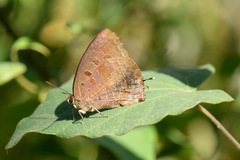 Arhopala bazalus