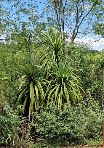 Cordyline sellowiana, photograph 5