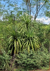 Cordyline sellowiana, photograph (c) Jens-Christian Svenning, some rights reserved (CC BY)