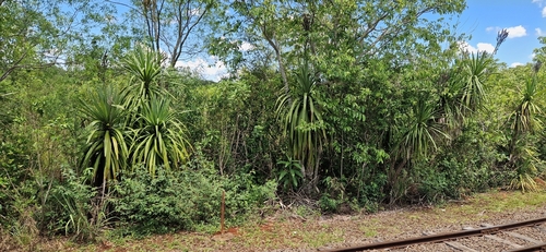 Cordyline sellowiana, photograph 6