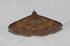 Hypospila