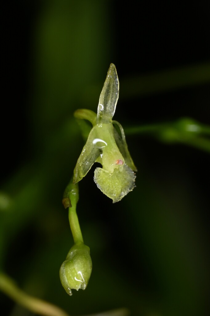 Epidendrum vincentinum Lindl.