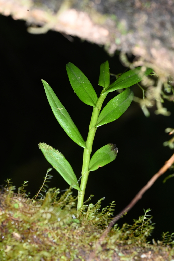 Epidendrum vincentinum Lindl. 2
