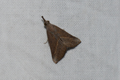 Hypena obacerralis