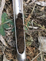 Pilosella piloselloides piloselloides