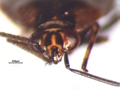 Deraeocoris nubilus