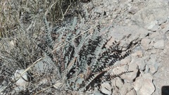 Astrolepis cochisensis