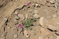 Cistanthe grandiflora