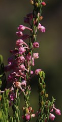 Erica irregularis