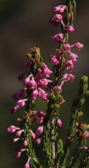 Erica irregularis