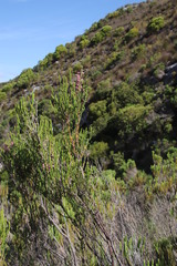Erica irregularis