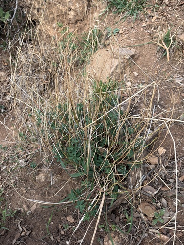 Euphorbia clementei