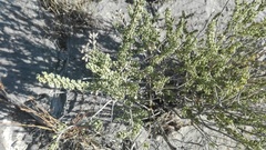 Mortonia scabrella