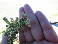 Mortonia scabrella