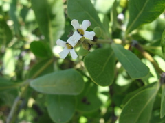 Avicennia