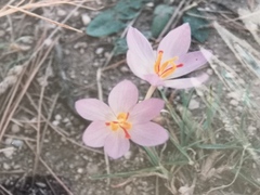 Crocus thomasii