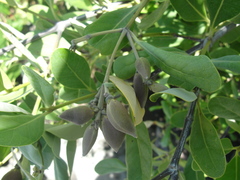 Avicennia