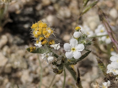 Synchytrium myosotidis