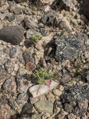 Chorizanthe corrugata