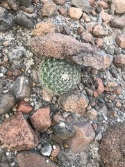 Mammillaria brandegeei