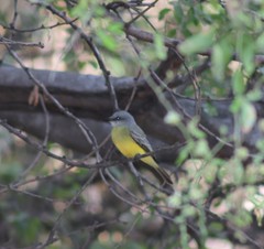 Tyrannus melancholicus