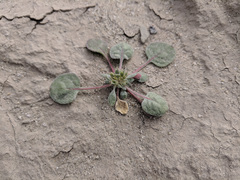 Chorizanthe corrugata