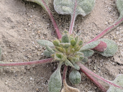 Chorizanthe corrugata