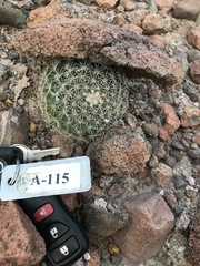 Mammillaria brandegeei
