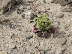 Chorizanthe corrugata