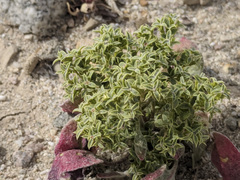 Chorizanthe corrugata