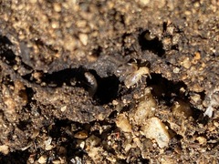 Termitinae