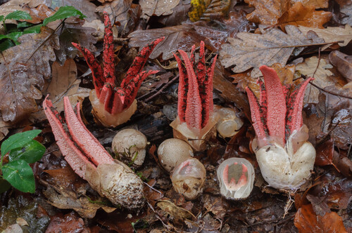 Clathrus archeri (Berk.) Dring