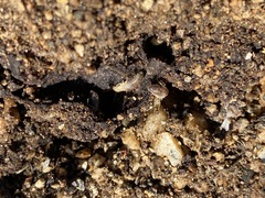 Termitinae