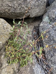 Penstemon clevelandii