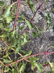 Penstemon clevelandii